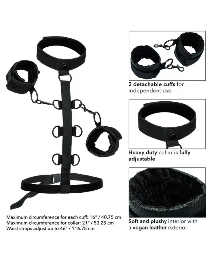 CALEXOTICS - BOUNDLESS COLLIER DE RETENUE CALEXOTICS - BOUNDLESS COLLIER DE RETENUE