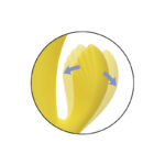 CALEXOTICS - SAN DIEGO SÉDUCTION – Image 7