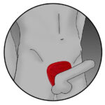 ELECTRASTIM - PROTÈGE-BITE VIPER SILICONE FUSION – Image 9